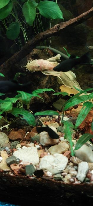 Продам молинезий