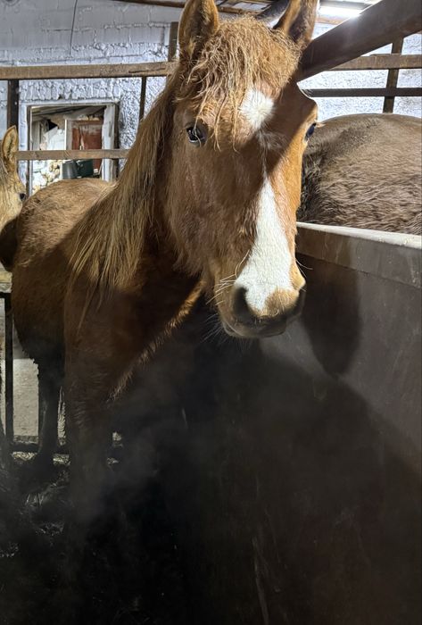 Лошади с откорма