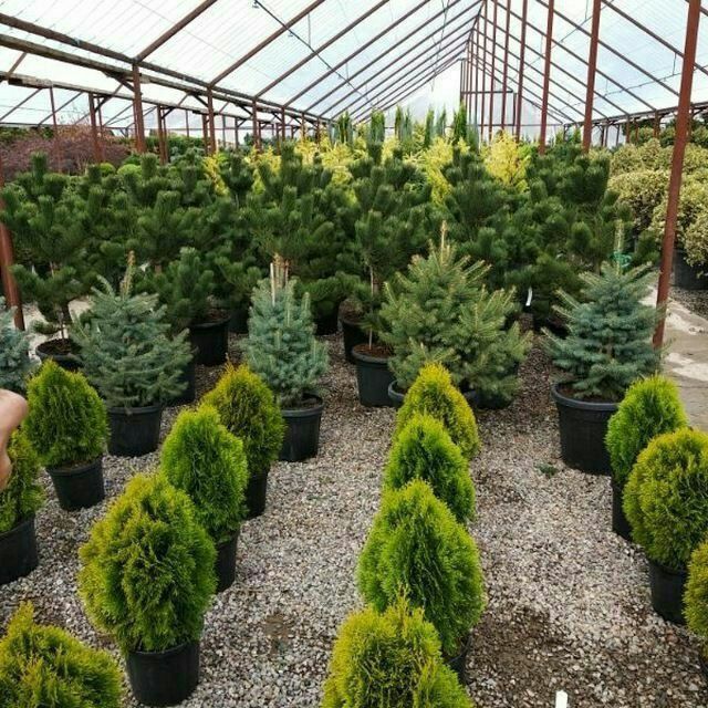 Ландшафтный дизайн ва газон урнатиш