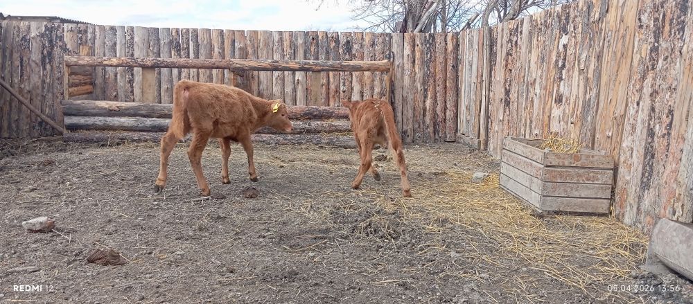 Продам телят.        .