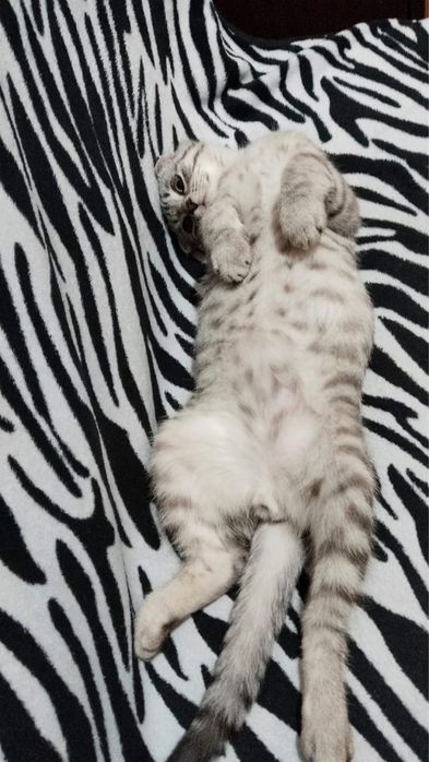 Шотландский котенок