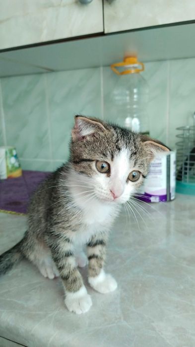 Продам вислоухого котёнка
