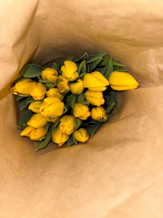 Тюльпаны голландские