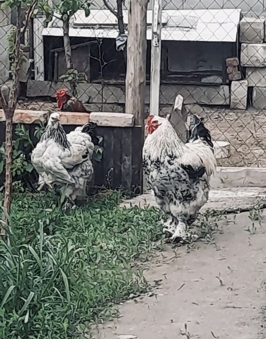 Брама петух и курица