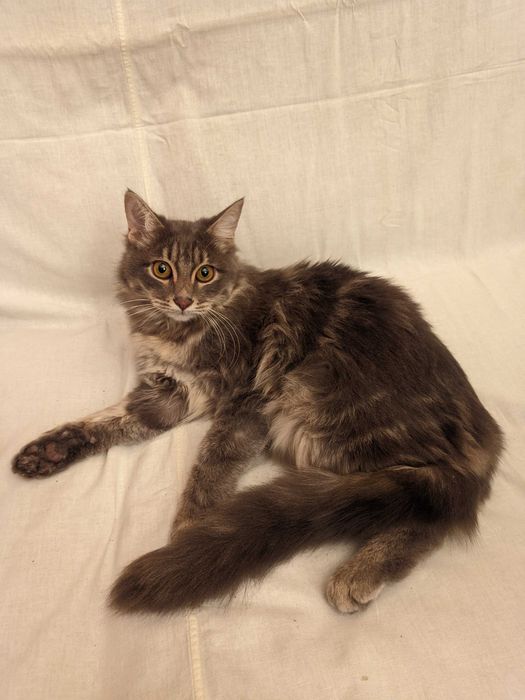 Кошка. Кот. Mushuk. Мушук.