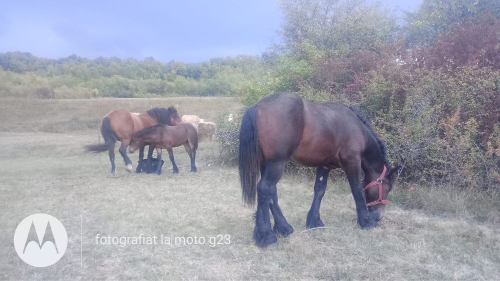 Armăsar (mânz) semi-greu
