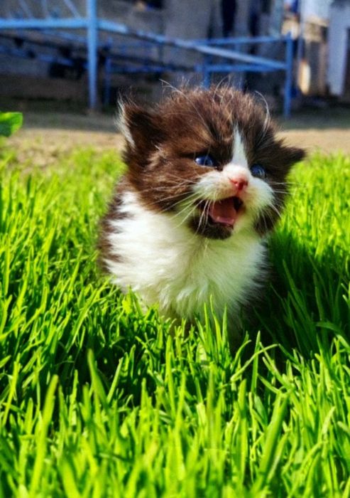 Mushukchalarimiz sotuvda