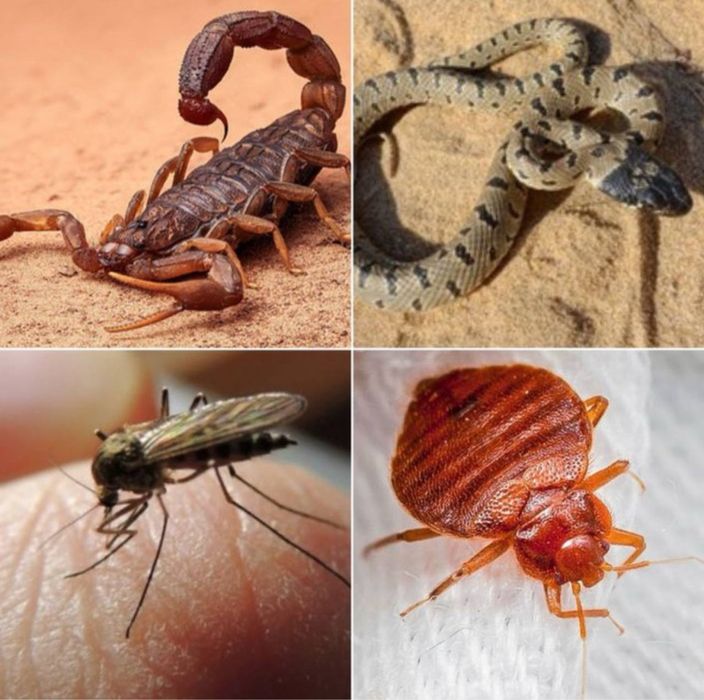 Дезенфекция дизенсекция дератиция клоп таракан dizinfeksiy 20% скидка