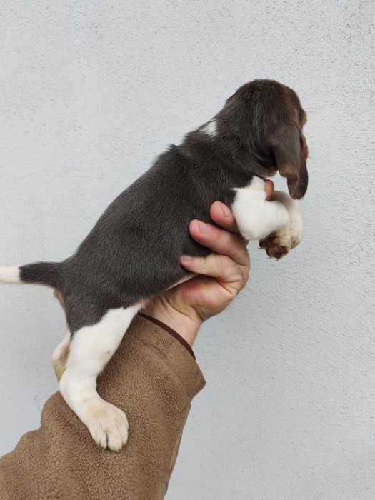 Beagle blue fetita