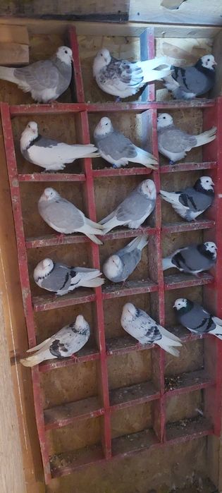 birmingham roler   vând 40 de bucati