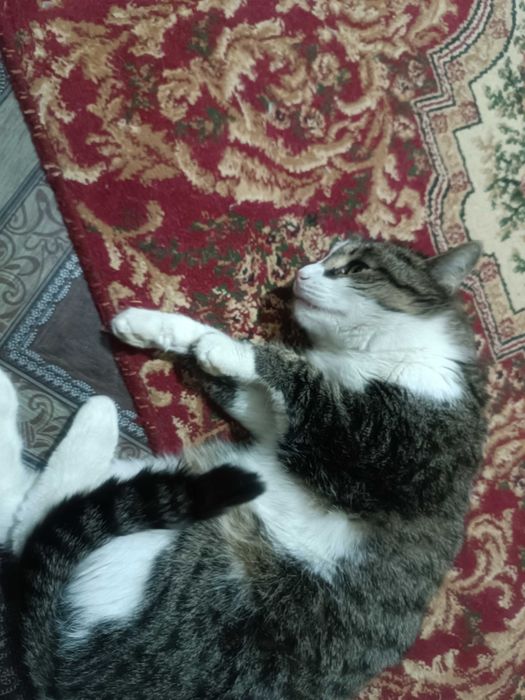 Отдам домашние кошки