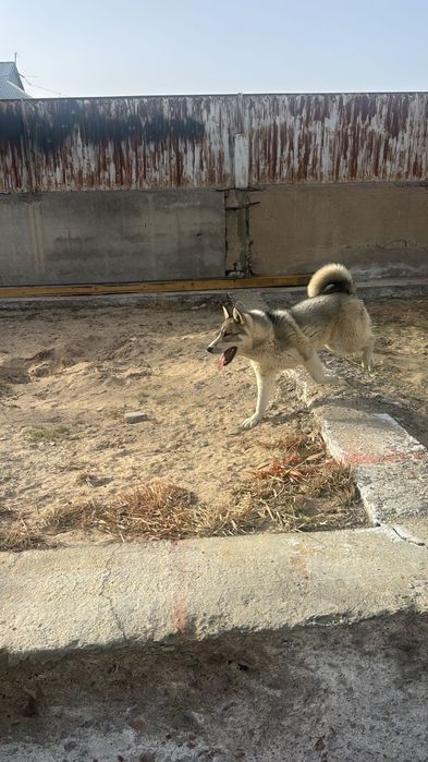 Сибирское Лайка 100%