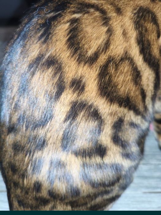 Котенок бенгальский