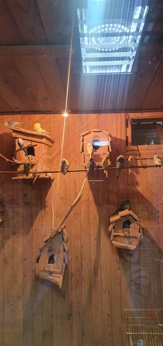 Волнистые попугаи