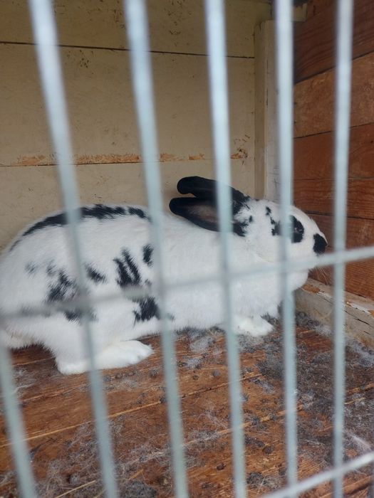 Заикиня на 9 месеца