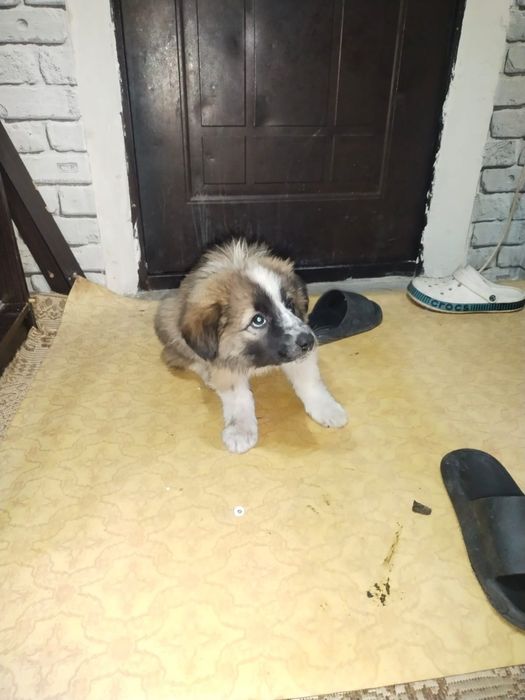 Одам в добрые руки щенков маломута