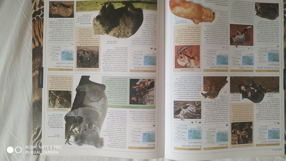 Энциклопедия DK Animals