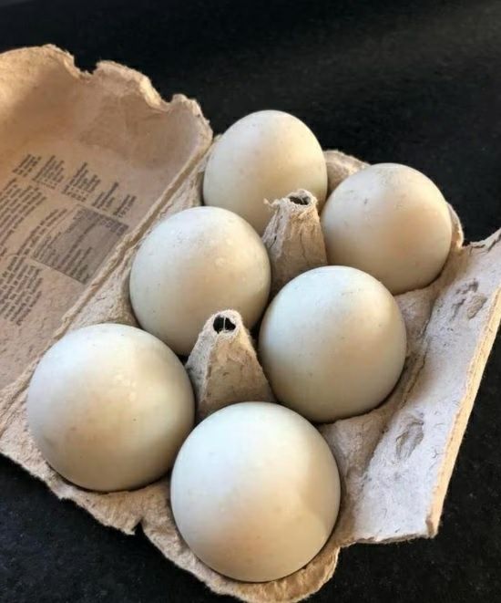 Oua de incubat de la rate Rouen, Pekin, Cayuga, si alergatoare indiene