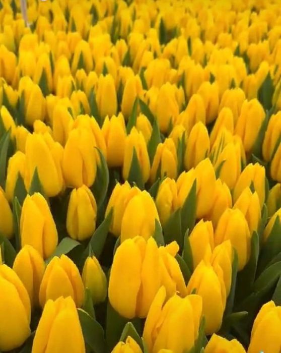 Оптом тюльпаны с теплиц