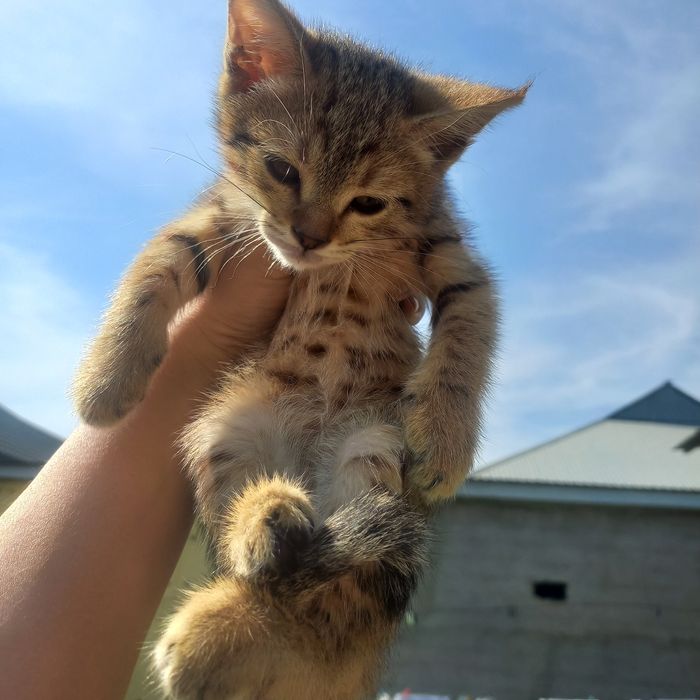 Котёнок девочка 1,5 месяцев
