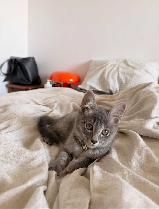 Серенький котёнок