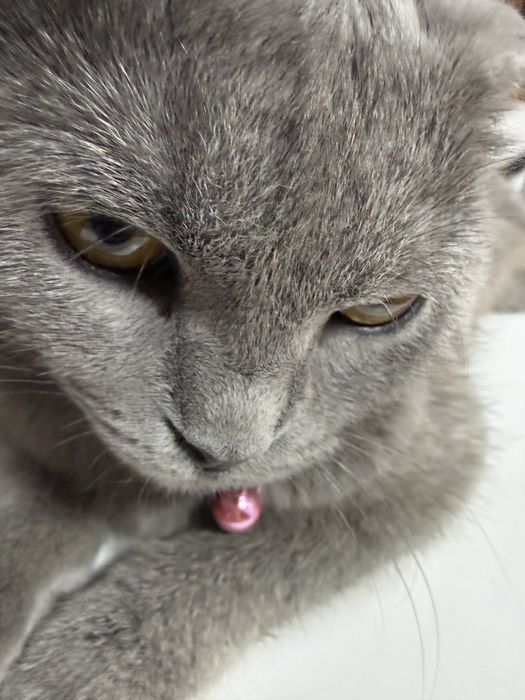 Кошка:Скотиш Фолд
