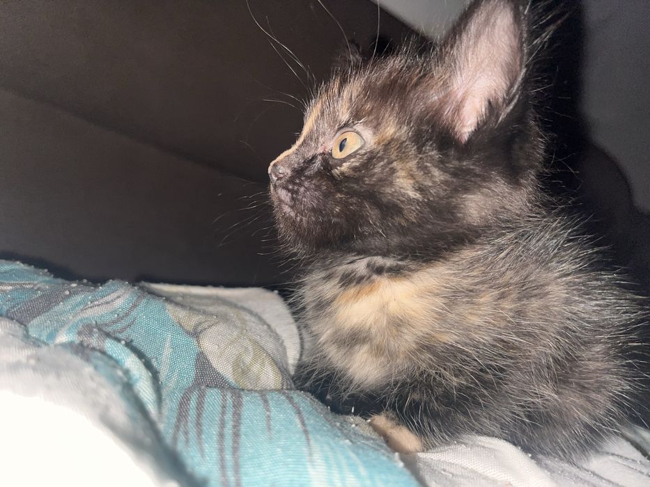 СРОЧНО! Котенок в добрые руки! Девочка