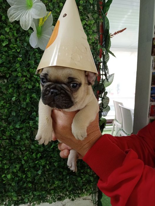 Френски булдог french bulldog