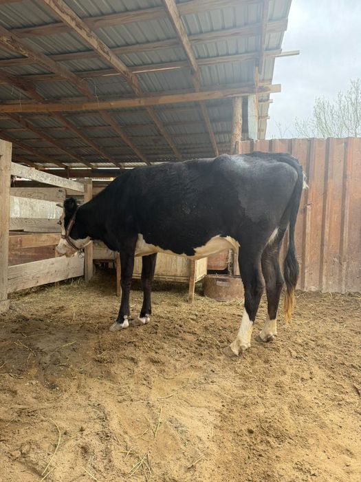 Сельхоз животные