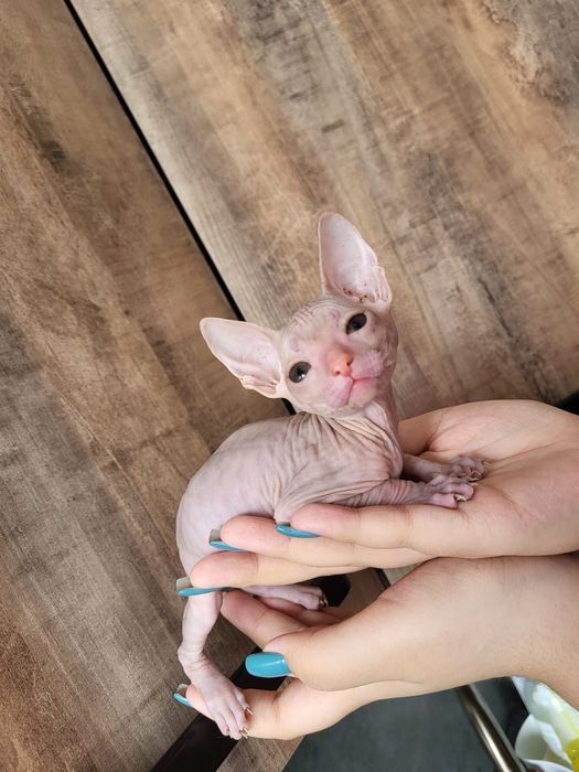 Котёнок породы сфинкс
