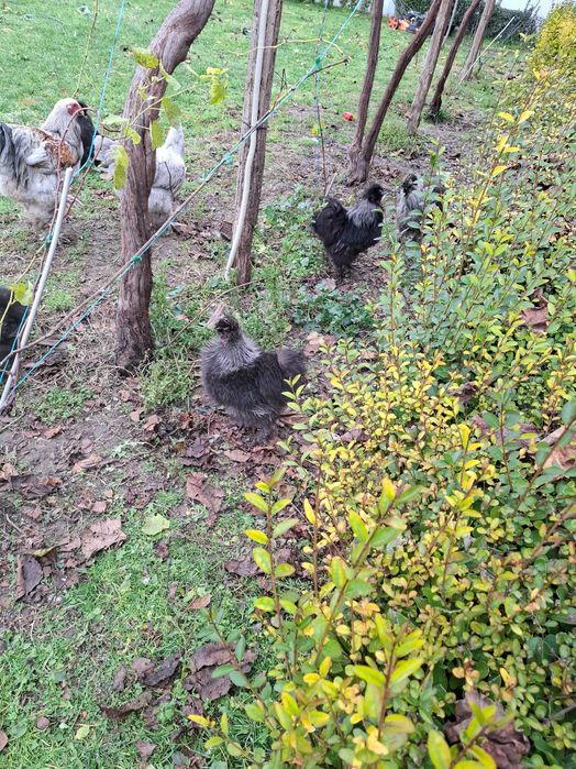 Разплодни яица от брама кохен и орпигтон