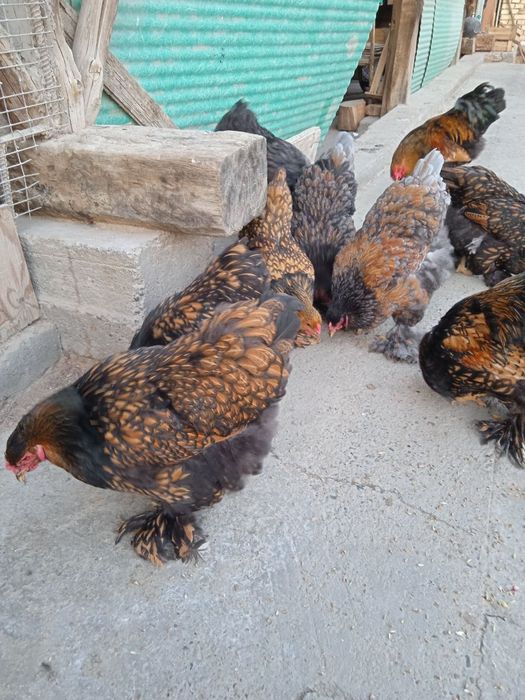 Продаются яйца для вывода цыплят