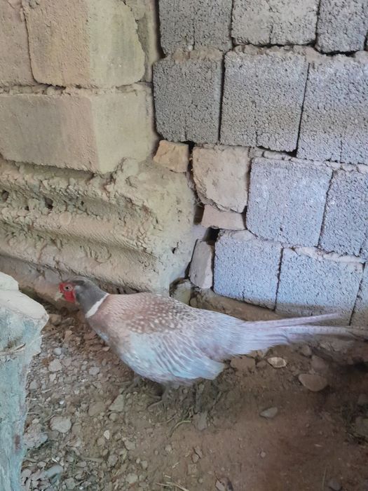 Har hil turdagi tustovuqlar sotiladi