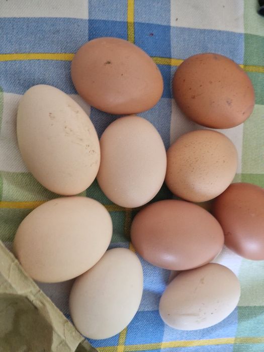 Oua bio / Gaini Sanatoase