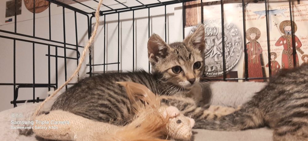 Котарачето Вито на 3 месеца търси дом