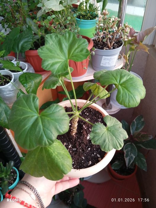 Продам комнатные растения