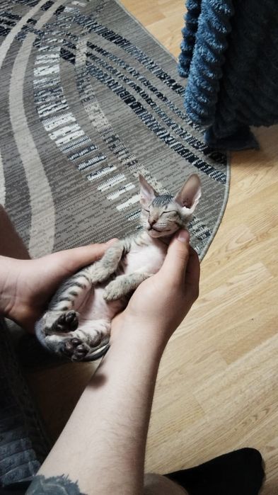 продам кошечку сфинкса