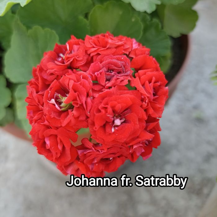 Укорененные черенки пеларгонии(герани)