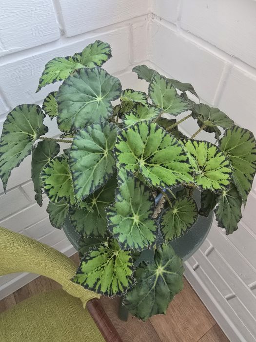 Продам  Бегонию.