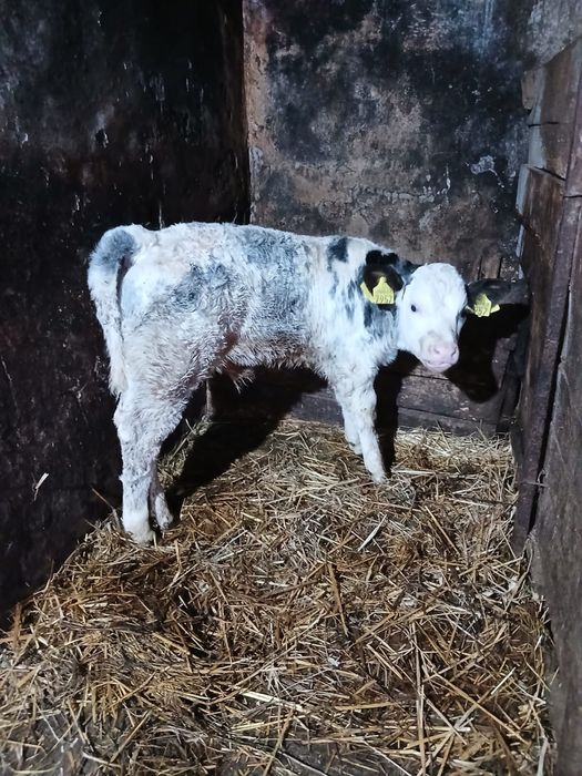 Vițel belgian de vânzare!