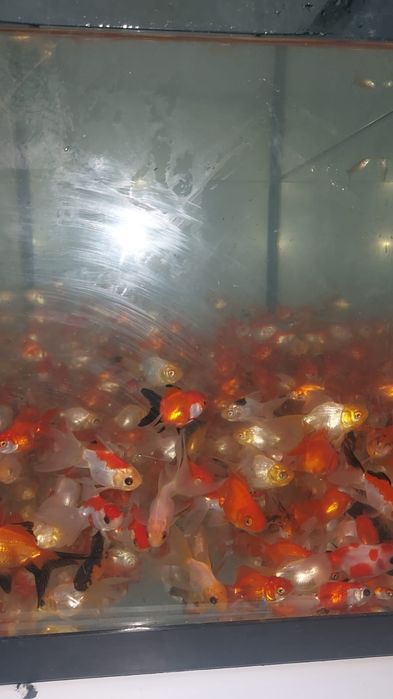 Pui carași diferite culori