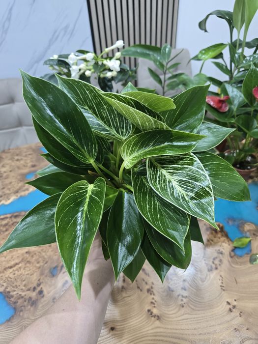 Спатифиллум,филадендрон Биркин