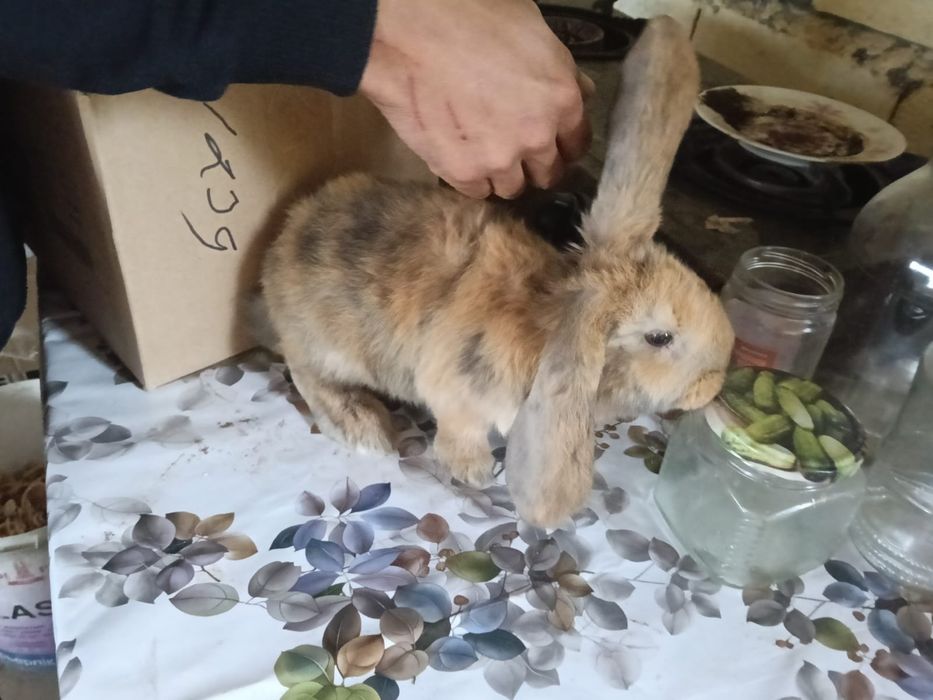 Продам фронсуз бараны и колфорня