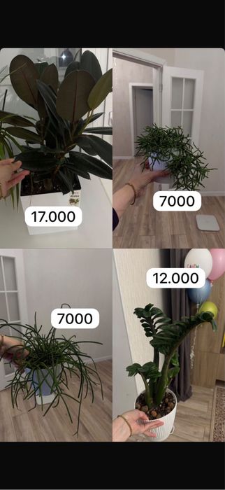 Комнатные цветы