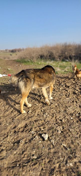 Собака алабай қазақы