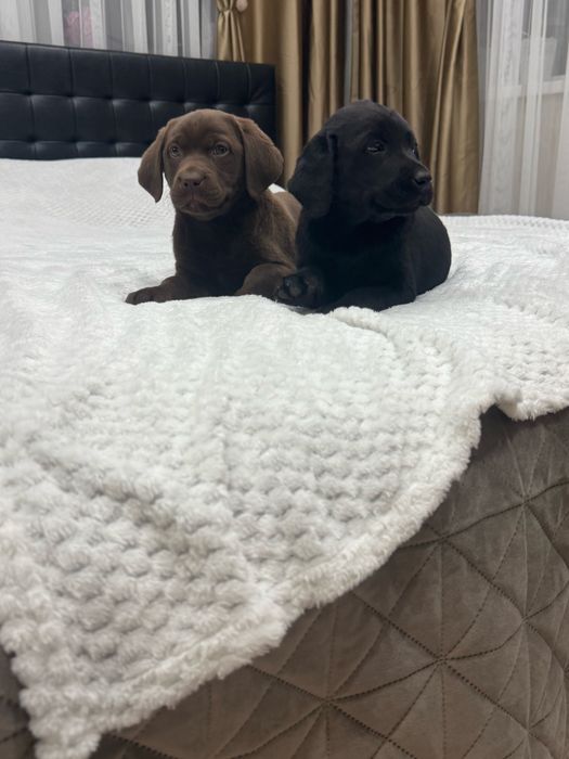 Чистокръвни Лабрадор Ретривар: