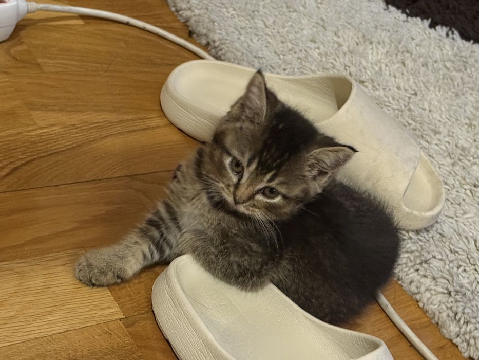 Котенок шотландец