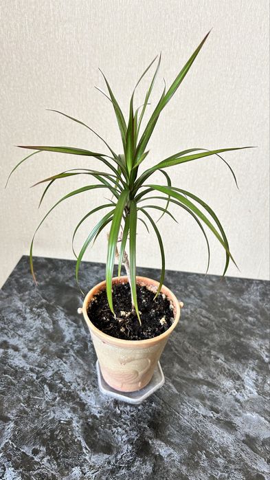 Драцена комнатное растение