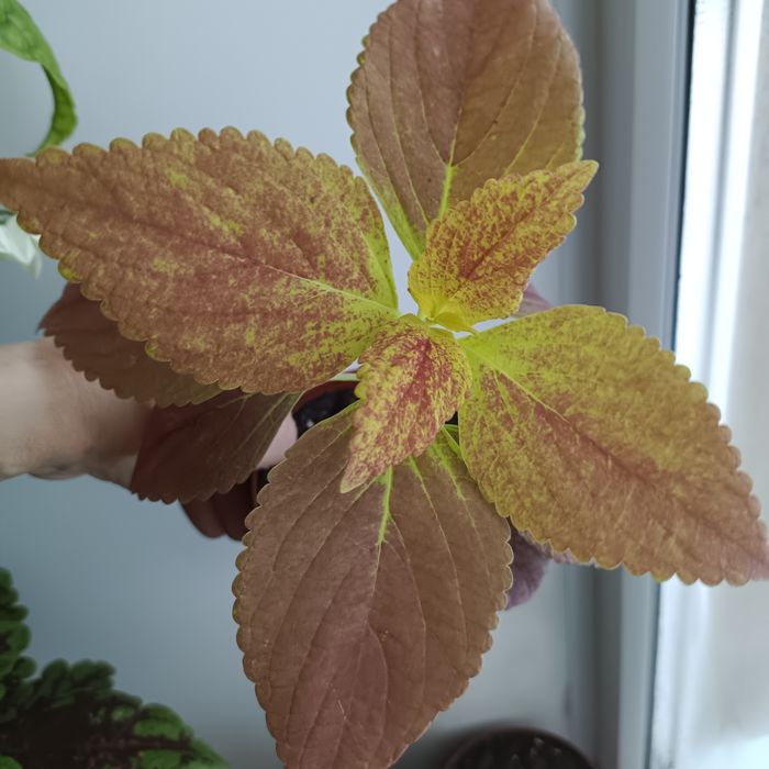 Комнатные растения