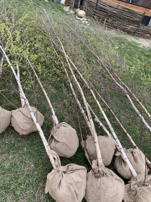 Vând mesteacăn puiet 3-5m